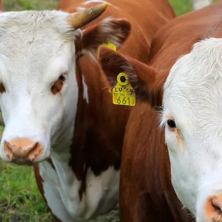 Vestlax Mellangard *