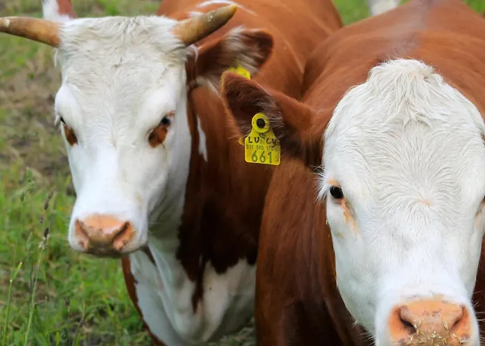 Vestlax Mellangard *