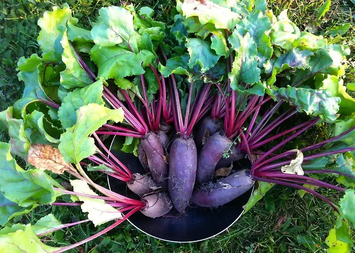 Bed & Breakfast Vestlax Mellangard